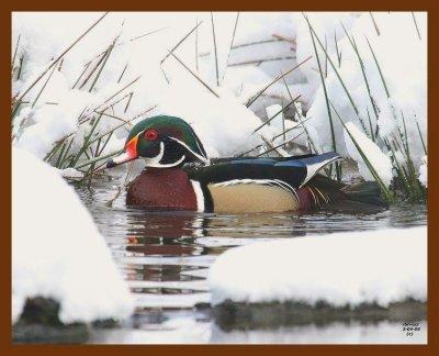 wood duck 3-4-08-4c847b.jpg