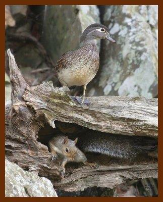 wood duck-gray squirrel 9-20-07-4c1b.jpg