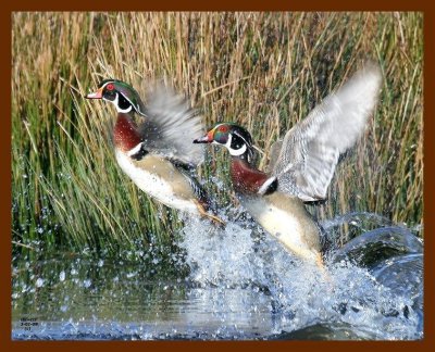 wood ducks-3-1-08-4c597b.jpg