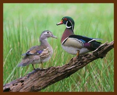 wood ducks 4-19-09-4d747b.jpg