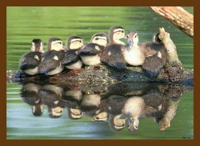 wood duck-young-5-9-07-cl3cb.jpg