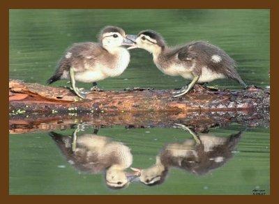 wood_ducks_2