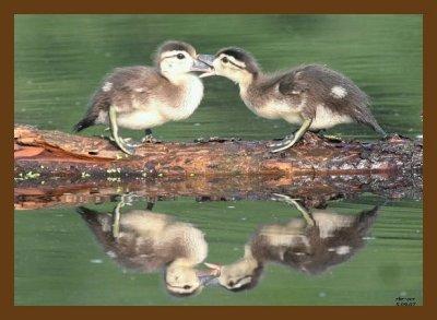 wood duck-young-5-9-07-cl4cb.jpg