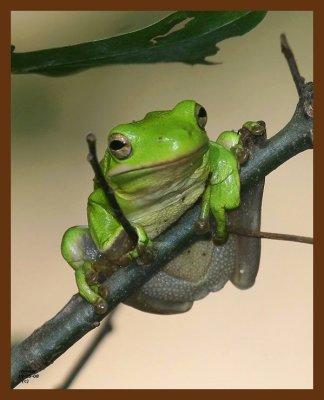 green tree frog 10-15-08-4d669b.jpg