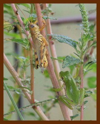 green tree frog-grasshopper 8-30-06-cl1b.jpg