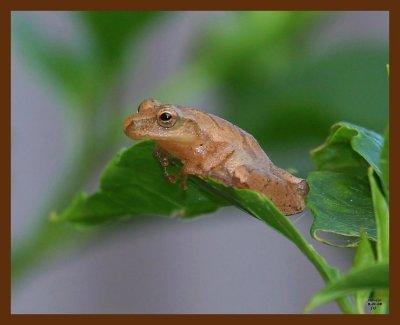 northern spring peeper 8-1-08-4d327b.jpg