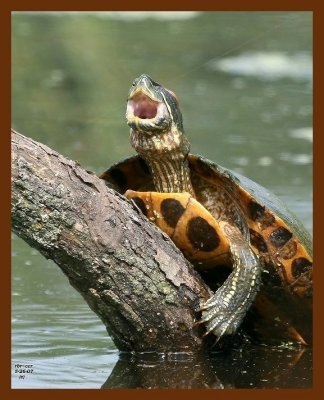 red-eared slider 5-26-07-4c1b.jpg