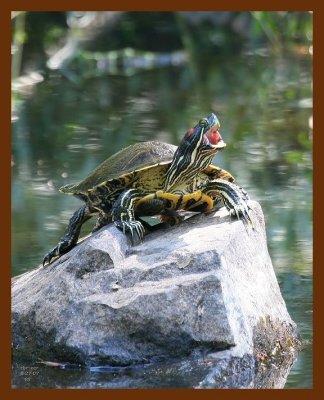 red-eared slider 8-27-07-4c1b.jpg