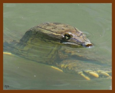 spiny softshell 6-3-08-4d951b.jpg