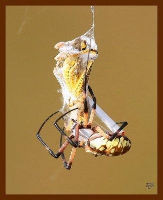 barn spider-grasshopper 8-15-07-4c6b.jpg