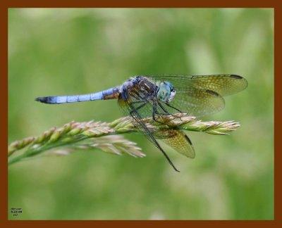 dragonfly 5-23-08-4d931b.jpg