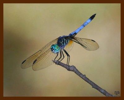 dragonfly 8-5-08-4d192b.jpg