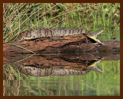 diamondback watersnake 4-28-07cl2b.jpg