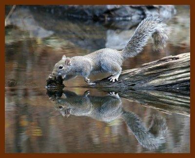 gray squirrel 1-25-07-4c82b.jpg