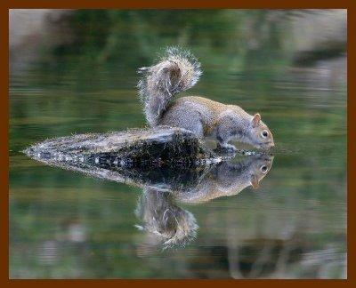 gray squirrel 1-25-07-4c87b.jpg