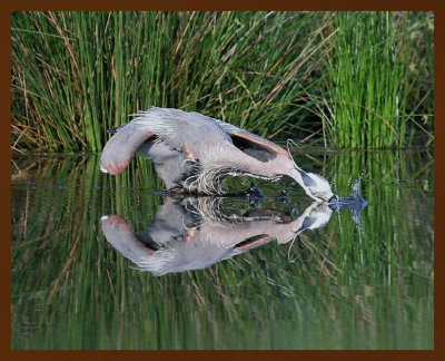 great blue heron 5-9-07cl1b.jpg