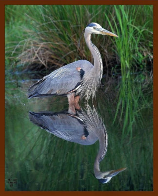 great blue heron 5-9-07cl2b.jpg