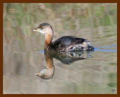 pied billed grebe 12-23-07-4c64b.jpg