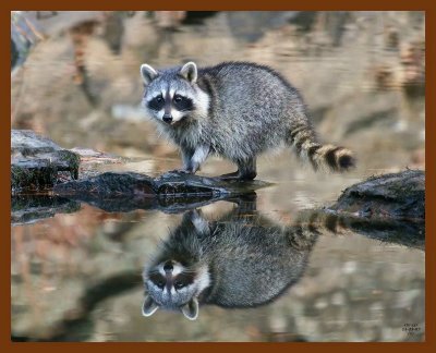 raccoon 11-23-07-4c00b.jpg