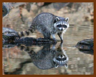 raccoon 11-23-07-4c14b.jpg