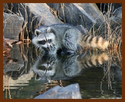 raccoon 11-27-07-4c66b.jpg