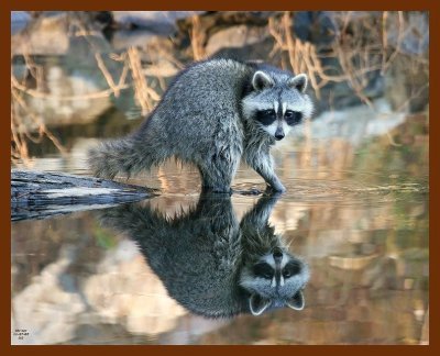 raccoon 11-27-07-4c96b.jpg