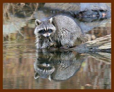 raccoon 12-6-07-4c71b.jpg