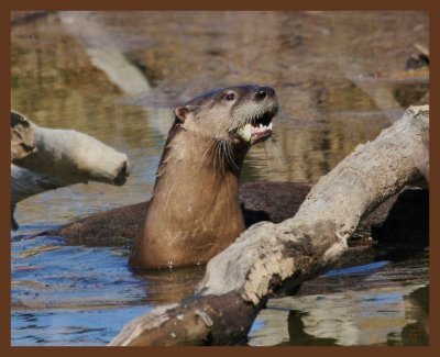 river_otters_2