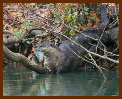 river otter 11-19-08-4d220b.jpg