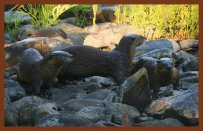 river_otters_2