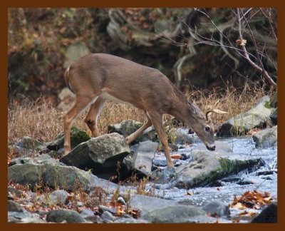 deer-1-15-08-4d520b.jpg