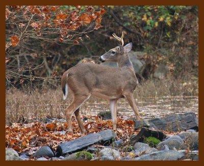 deer-1-15-08-4d530b.jpg