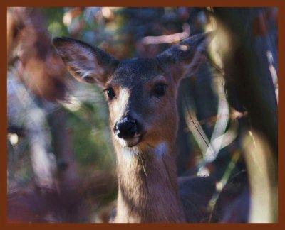 deer-12-8-11-895b.jpg