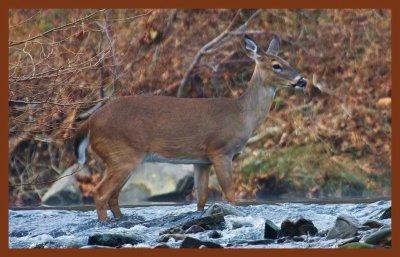 deer-12-24-11-828c2b.JPG