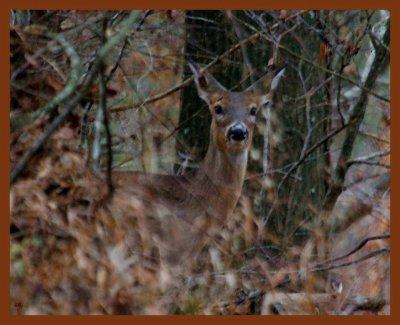 deer-12-26-11-908b.JPG