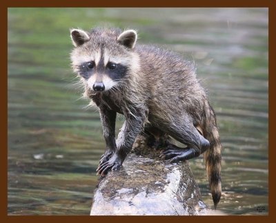 raccoon young 6-17-09-4d129b.jpg