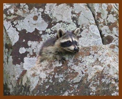 raccoon young 6-19-08-4d901b.jpg