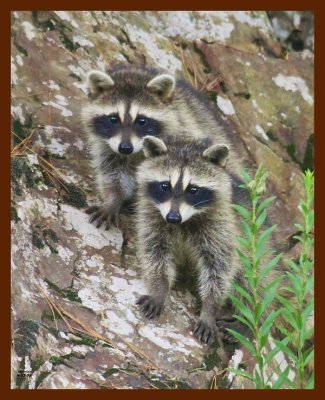 raccoon young 6-23-09-4d900b.jpg