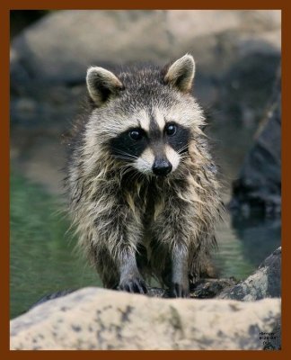 raccoon young 6-26-08-4d574b.jpg