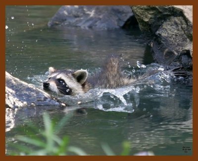 raccoon young 6-27-08-4d793b.jpg