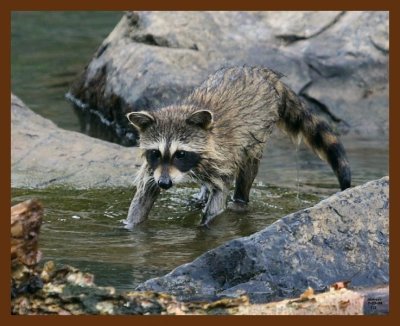 raccoon young 7-3-08-4d367b.jpg