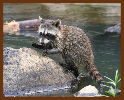 raccoon young 7-3-08-4d371b.jpg