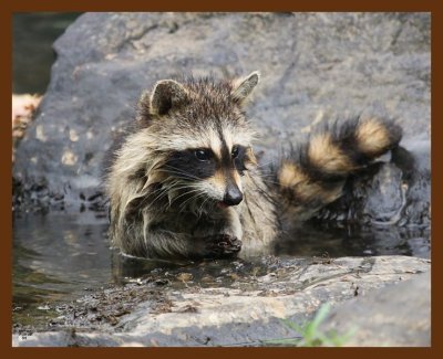 raccoon young 7-10-08-4d294b.jpg