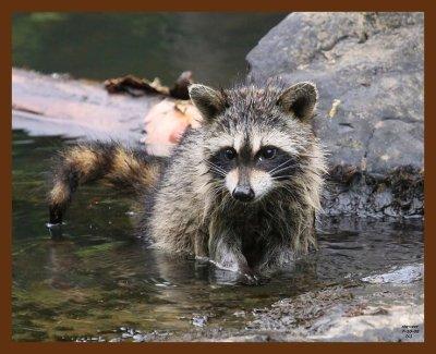 raccoon young 7-10-08-4d347b.jpg