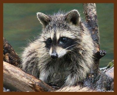 raccoon young 7-10-08-4d364b.jpg