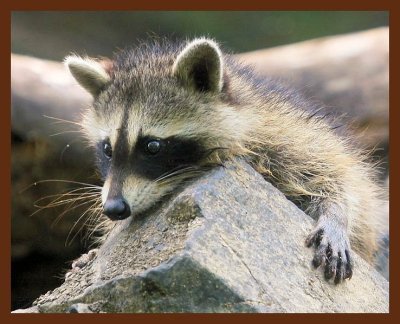 raccoon young 7-14-09-4d857b.jpg