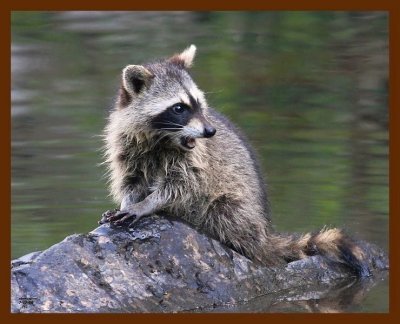 raccoon young 7-17-08-4d332b.jpg