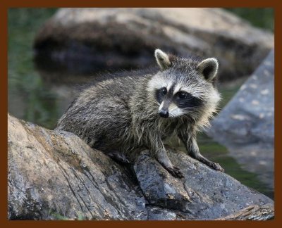 raccoon young 7-19-08-4d828b.jpg