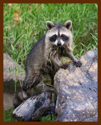 raccoon young 8-2-08-4d581b.jpg