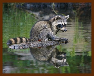 raccoon young 8-3-08 4d754b.jpg